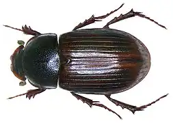 Aphodius abdominalis.