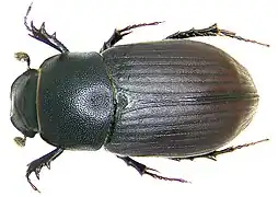 Aphodius obscurus.