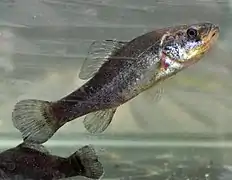 Aphredoderus sayanus (Aphredoderidae).