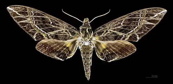 Face dorsale de la femelle MHNT