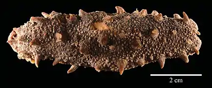 Apostichopus armatus