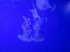 Chrysaora plocamia (en)