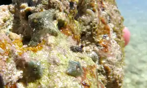 Un groupe d'Aquilonastra chantalae à Europa.