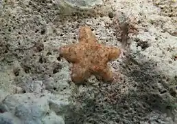 Aquilonastra cf. richmondi à La Réunion.