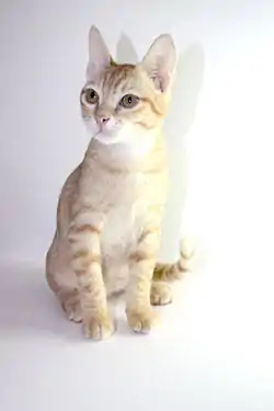 Image illustrative de l’article Mau arabe