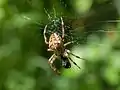 Araneus diadematus