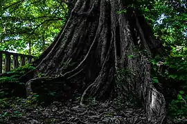 Fromager centenaire (Ceiba pentandra)