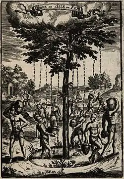 L'arbre fontaine ou Garoé, d'après une gravure tirée de Manesson Mallet (1683) qui n'avait jamais vu l'arbre, ne s'était pas rendu sur El Hierro et ne fit à l'égard de la géographie et de l'histoire qu'un travail de compilation. Les graveurs de même n'étaient pas hommes de terrain mais ce n'empêchait pas la bonne qualité graphique de leur travail.