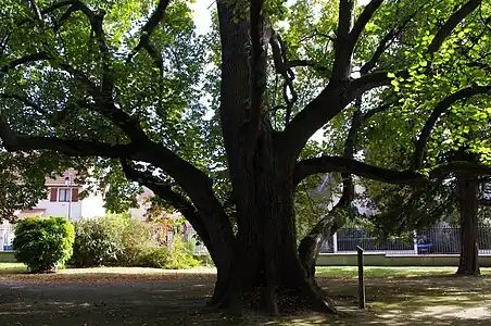 Rungis, Tilleul à grandes feuilles.