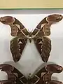 Archaeoattacus staudingeri male au MNHN de Paris