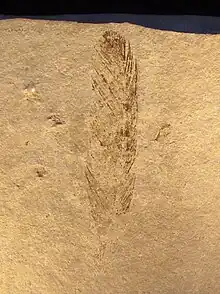Empreinte d'une plume d'Archaeopteryx dans le sédiment.