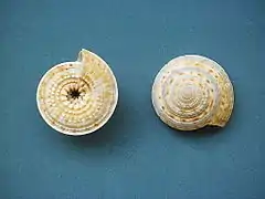 Architectonica nobilis