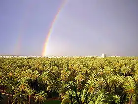 La palmeraie d'Elche, patrimoine mondial de l'Unesco.