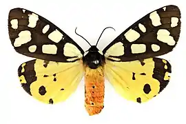 Écaille fermière(Arctia villica)