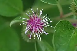 Sur les berges de la rivière Batiscan, au Québec, au Canada.