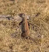 Parc national Makgadikgadi Pans, Botswana.