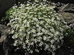 Photographie en couleurs d'une petite plante buissonnante aux fleurs blanches.