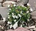 Arenaria pseudofrigida dans la plaine de Vestpynten (île de Spitzberg)