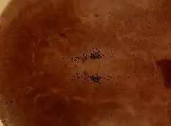 Armatoplana lactoalba, un Stylochoplanidae