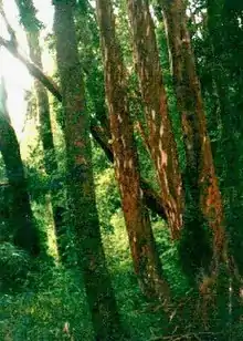 Forêt d'arrayans (Luma apiculata)