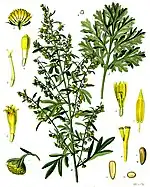 L'Absinthe (Artemisia absinthium L.), autre plante du genre Artemisia.