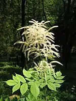 Inflorescence d’Aruncus dioicus.