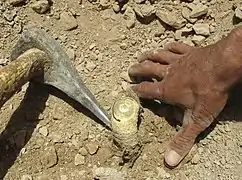 Une pioche (à gauche) et la main d'un récolteur (à droite) entourant la partie supérieure d'une racine qui présente un peu de latex blanchâtre en son sommet.