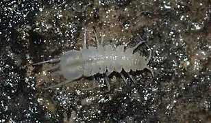 voir la légende ci-après