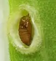 Asphondylia solidaginis, pupe dans une galle de Solidago sp.