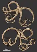 Asteromorpha capensis.