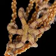 Asteromorpha koehleri.