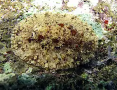 Asteronotus raripilosus