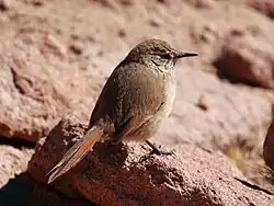 Synallaxe des rocailles (Asthenes modesta)