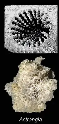 Haut : zoom sur une corallite (polypiérite) ; Bas : polypier, squelette d'une colonie d'Astrangia.