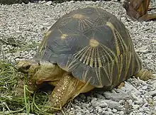 Tortues
