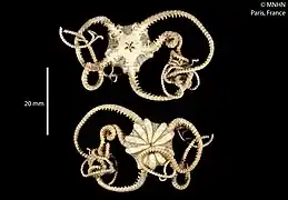 Astrochlamys bruneus