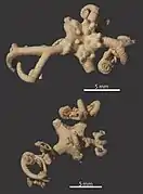 Astrocladus ludwigi.