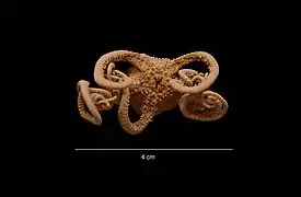 Astrohamma tuberculatum