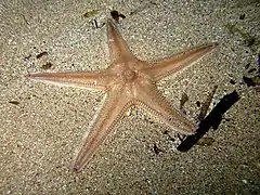 Étoile-peigne commune (Astropecten irregularis)