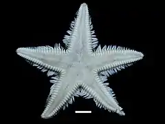 Astropecten regalis