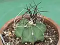 Astrophytum capricorne var. crassispinum
