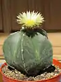 Astrophytum myriostigma v. nudum