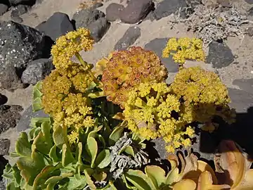 Inflorescence