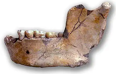 Mandibule Ternifine 3, vue latérale