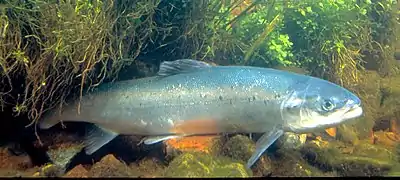 poisson de taille moyenne bleu-gris