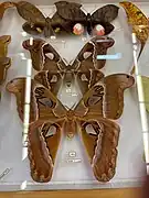 Une femelle attacus caesar (en bas) et une femelle attacus dohertyi (en haut)