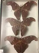 Attacus  paraliae, une espèce de la régions indomalaise