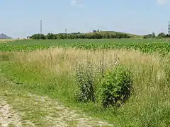 Vue du terril depuis les champs.