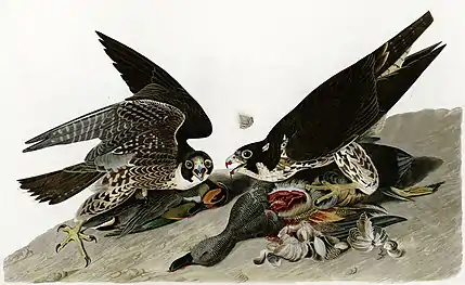 Faucons pèlerinsFalco peregrinus