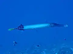 Aulostomus chinensis